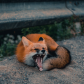 Fox laugh