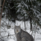 Canada Lynx