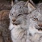 Lynx