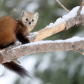 Pine Marten