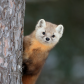 Pine Marten