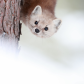 Pine Marten