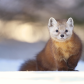 Pine Marten