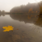 Foggy Autumn Morning