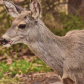 Springtime Snacking