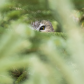 Northern Saw-whet Owl