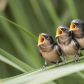 Barn Swallows