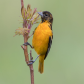 Baltimore Oriole