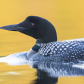 Common Loon