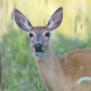 White-tailed Deer