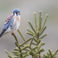 American Kestrel