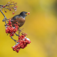 American Robin