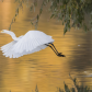 Great Egret