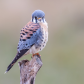 American Kestrel