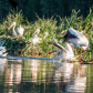 Pelicans