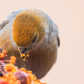 Pine Grosbeak