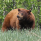 Cinnamon Bear