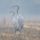 Sandhill Cranes