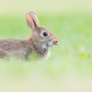 Cotton-tailed Rabbit