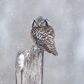 Northern Hawk Owl