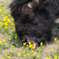 Bison & Dandelion