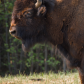 Liard River Bison