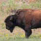 Liard Bison