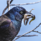 Grackle