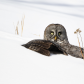 Great Gray Owl Hunting