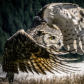 Great Horned Owl