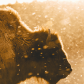 Buffalo