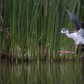 Incoming Juvenile Black-necked Stilt