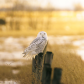 Snowy Owl
