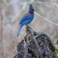 Steller's Jay stare