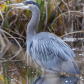 Great Blue Heron view