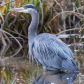 Heron Stare Down