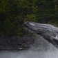 The Great Humpback Rainforest