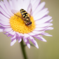 Hover Fly