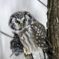 Bright Eyed Boreal Owl 