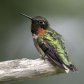 Hummingbird Iridescence 