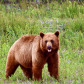 Cinnamon black bear 