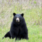Honey Bear 