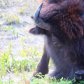 BBBBuffalo 