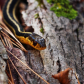 SSSnake 