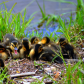 Baby DucKings