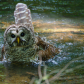 Barred owl bath