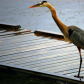 Hector The Blue Heron