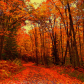 Autumn In Algonquin Park