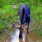 Moose Having a Drink