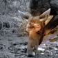 Mud Bath Moose